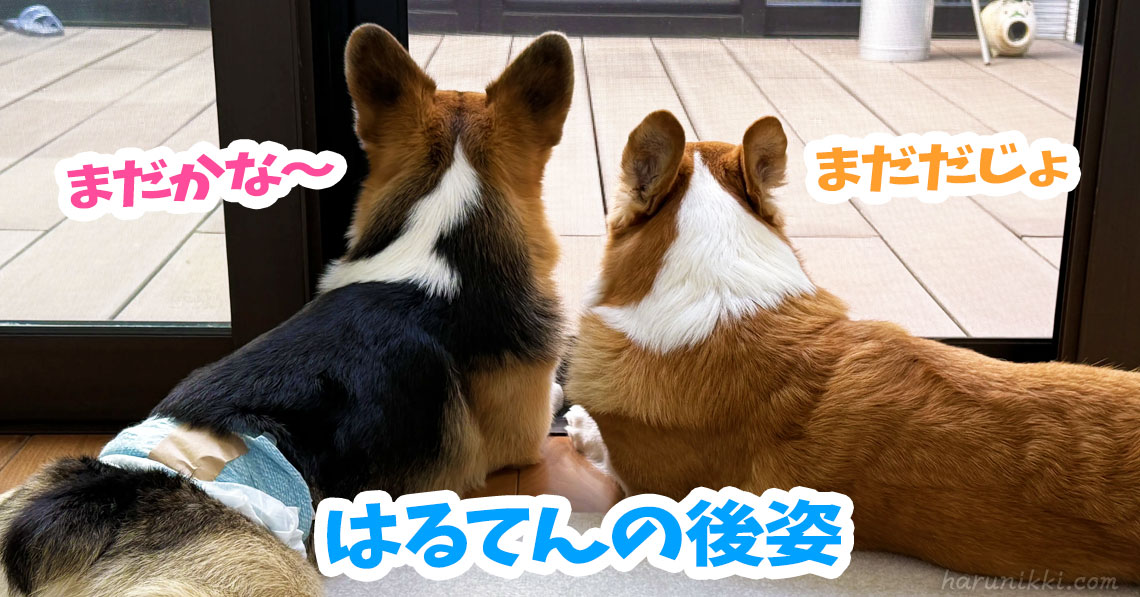 はるてんの後姿