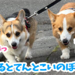 はるとてんとこいのぼり！