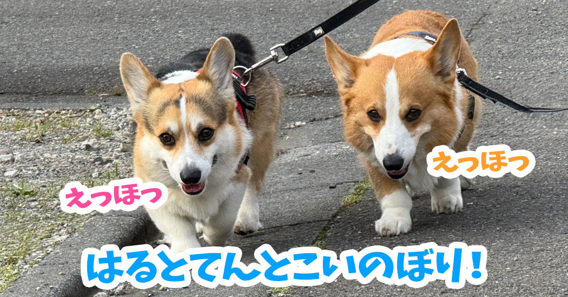 はるとてんとこいのぼり！