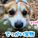 でっかい宝物