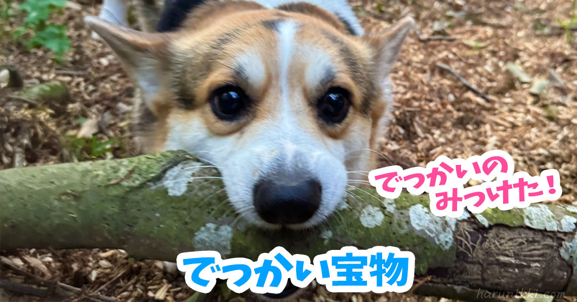 でっかい宝物
