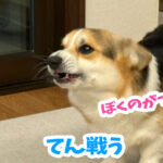 てん戦う
