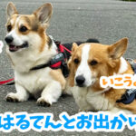 はるてんとお出かけ