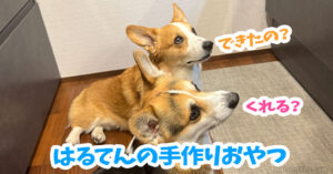 はるてんの手作りおやつ