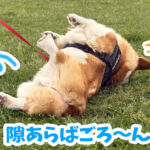 隙あらばごろ〜ん
