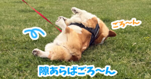 隙あらばごろ〜ん