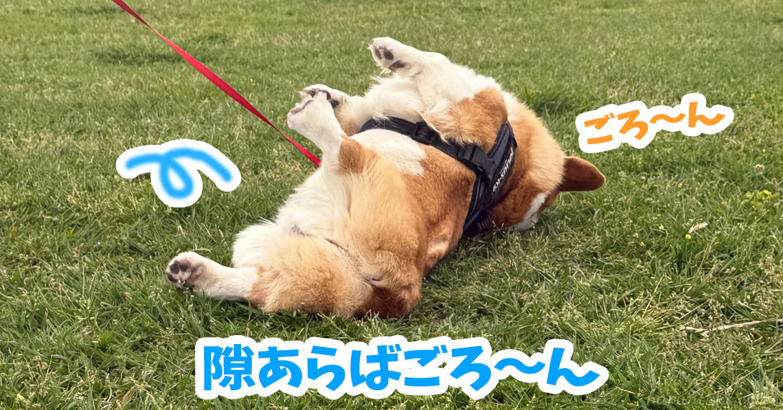 隙あらばごろ〜ん