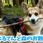 はるてんと森のお散歩