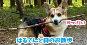 はるてんと森のお散歩