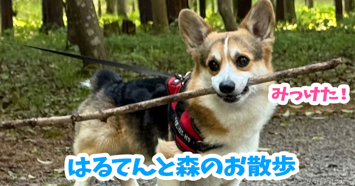 はるてんと森のお散歩