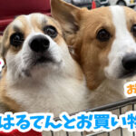 はるてんとお買い物