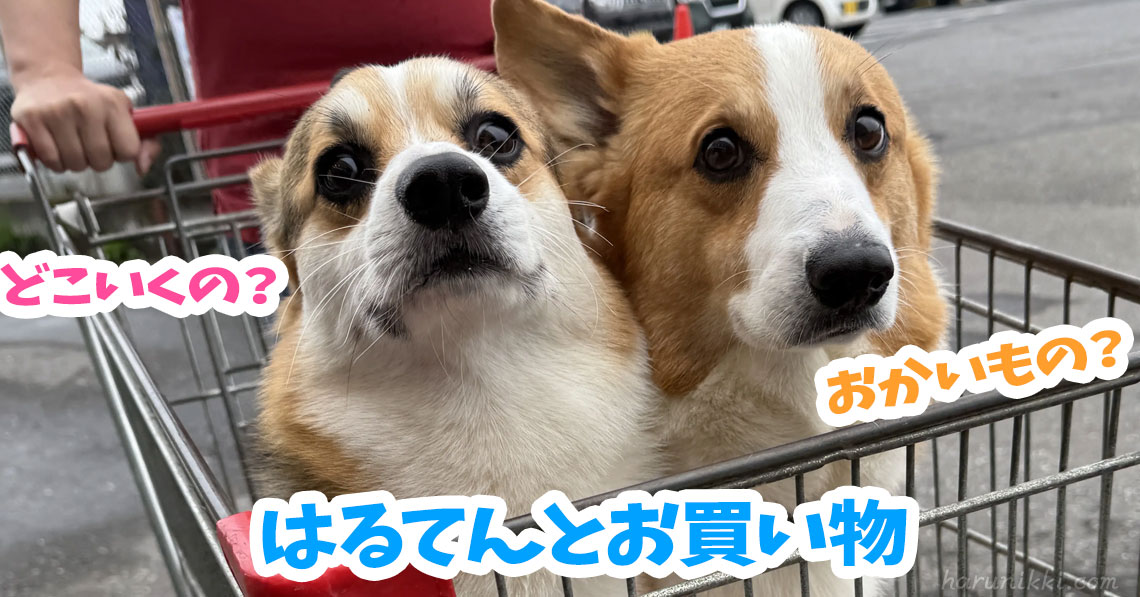 はるてんとお買い物
