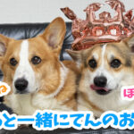はると一緒にてんのお祝い