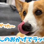 てんのおかげでラッキー