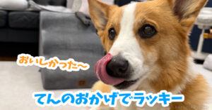 てんのおかげでラッキー