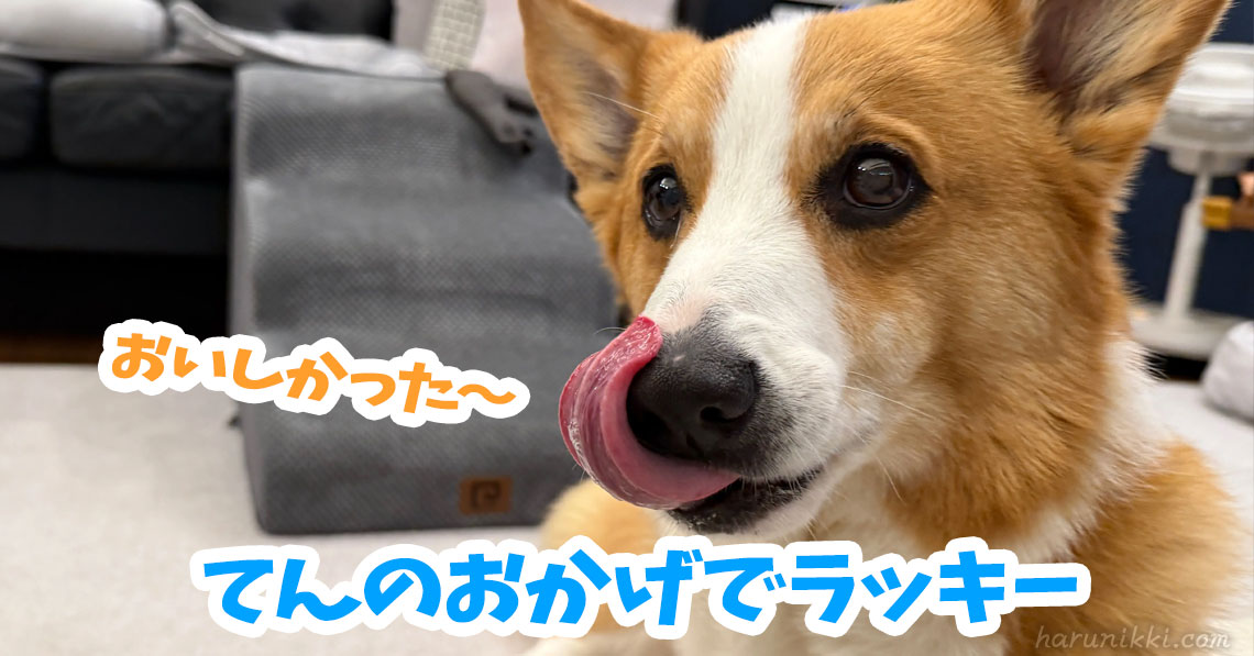 てんのおかげでラッキー