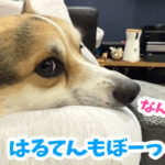 はるてんもぼーっ