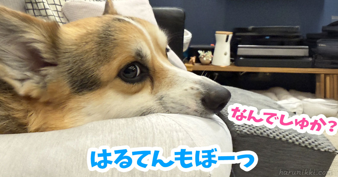 はるてんもぼーっ