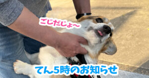 てん5時のお知らせ