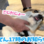てん17時のお知らせ