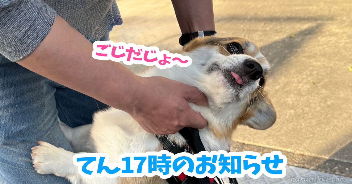 てん17時のお知らせ
