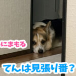 てんは見張り番？