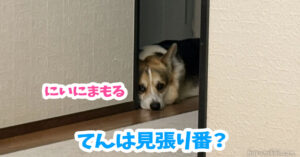 てんは見張り番？