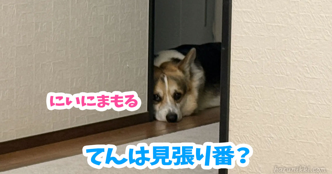 てんは見張り番？