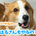 はるさんもやるの？