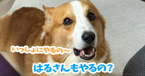 はるさんもやるの？