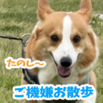 ご機嫌お散歩