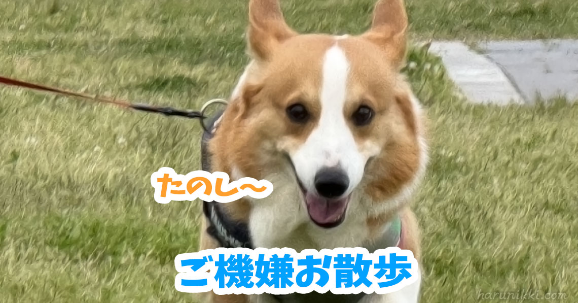 ご機嫌お散歩