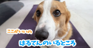 はるてんのいるところ