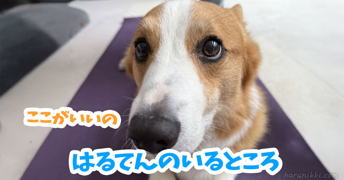 はるてんのいるところ