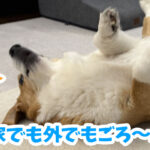 家でも外でもごろ〜ん