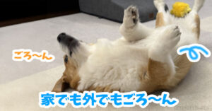 家でも外でもごろ〜ん
