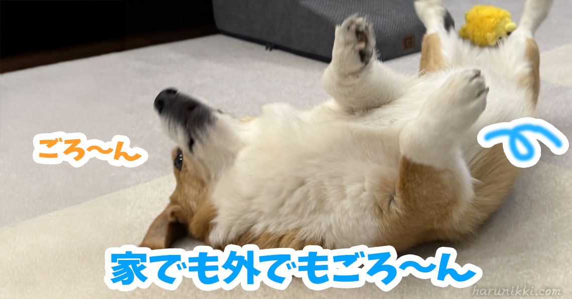 家でも外でもごろ〜ん