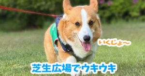 芝生広場でウキウキ
