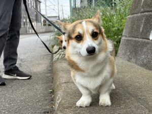はるとてんとご近所お散歩
