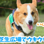 芝生広場でウキウキ