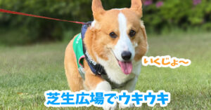 芝生広場でウキウキ