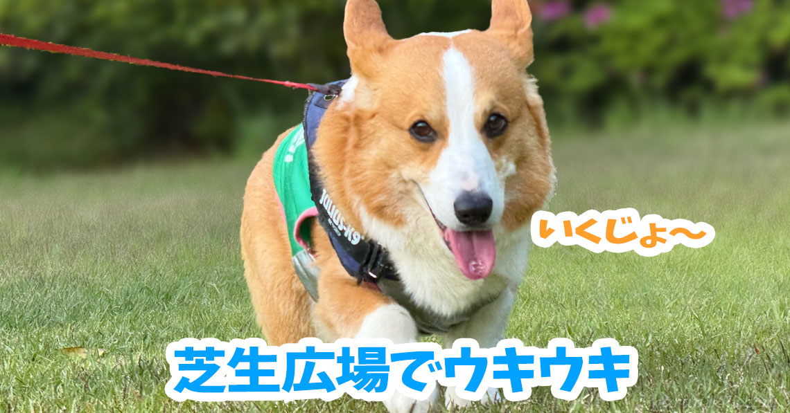 芝生広場でウキウキ
