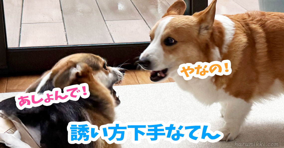 誘い方下手なてん