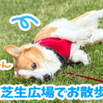 芝生広場でお散歩