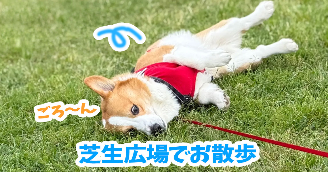 芝生広場でお散歩