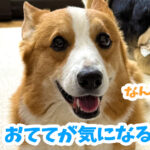 おててが気になる