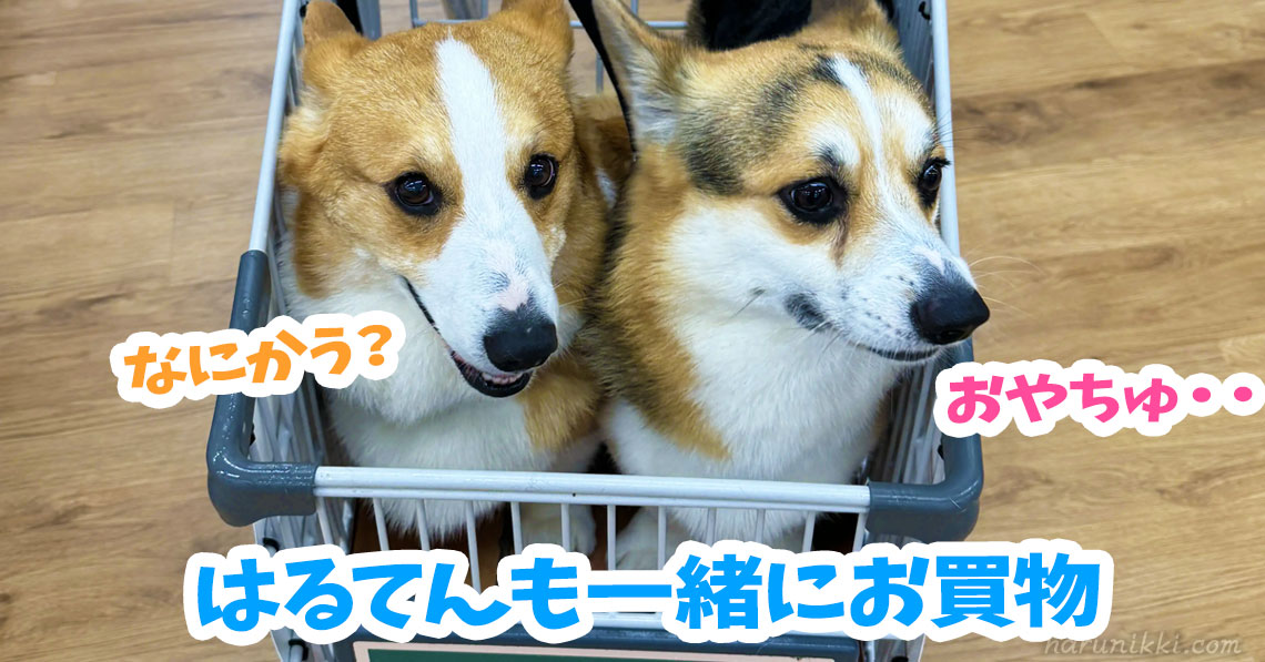 はるてんも一緒にお買物