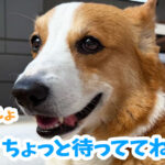 ちょっと待っててね