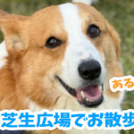 芝生広場でお散歩