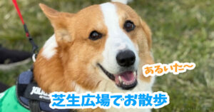 芝生広場でお散歩